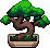 Bonsai Tree